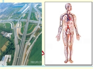 流动的组织—血液123456