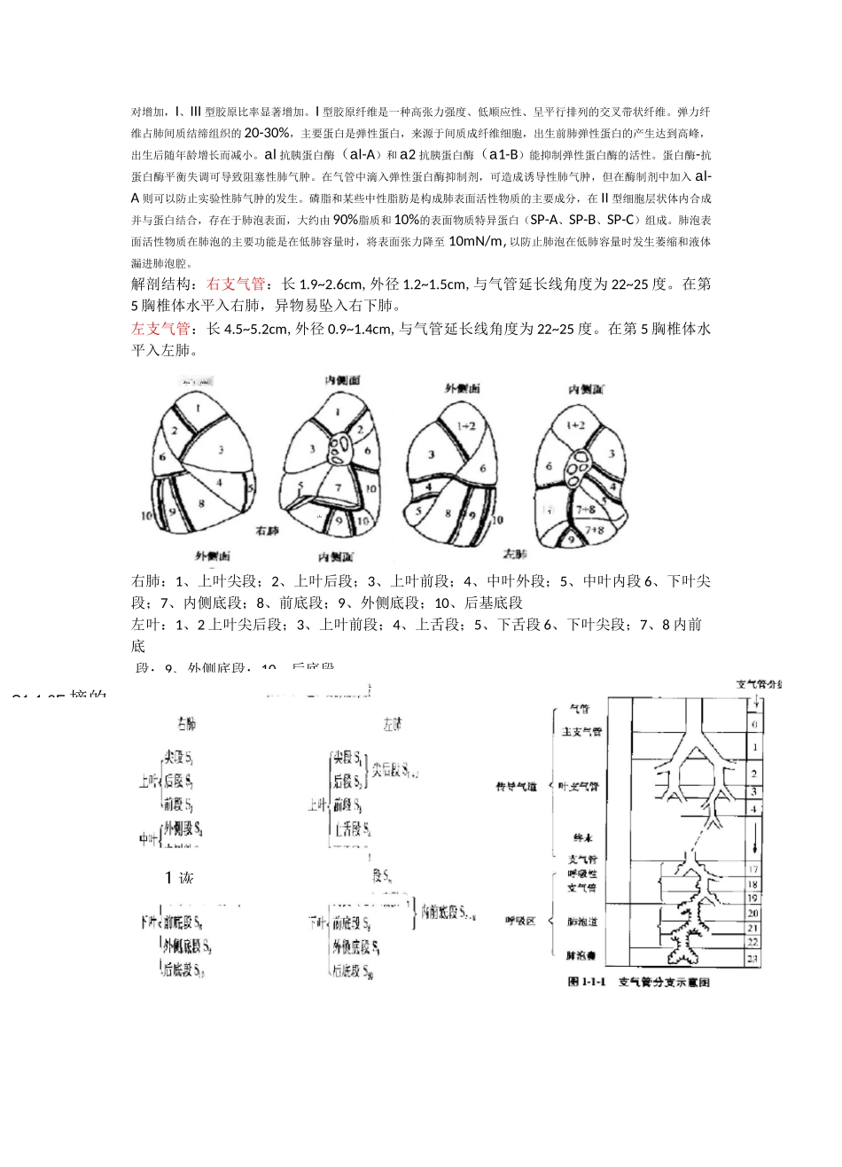 肺部病理生理及解剖_第3页