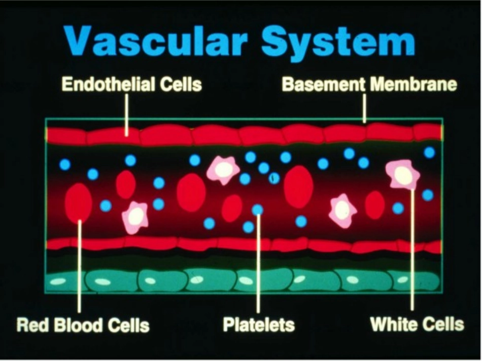第四节 出血性疾病_第2页
