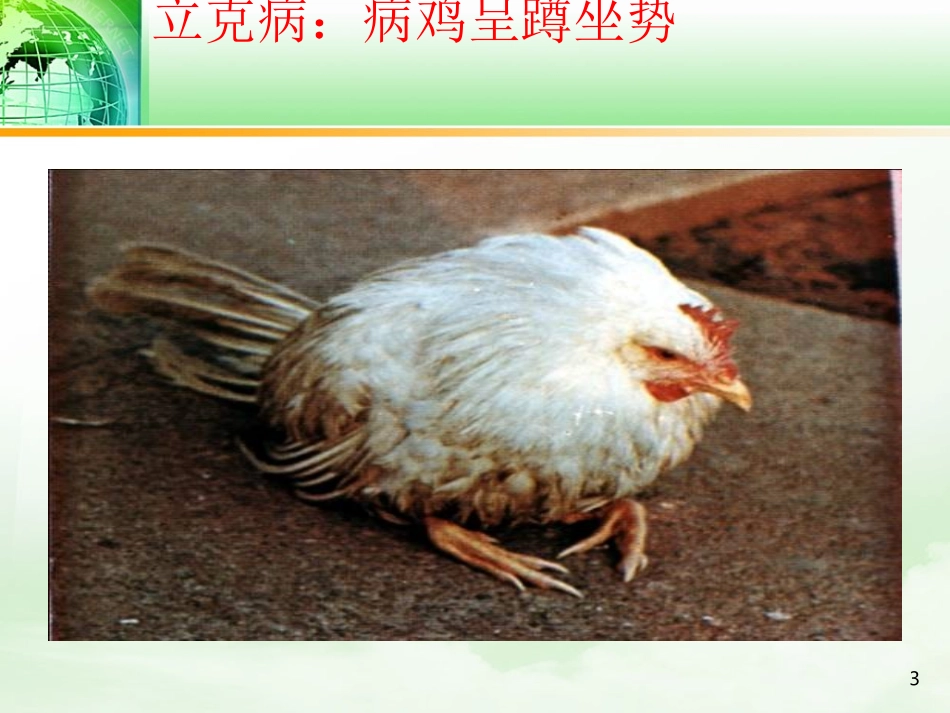 吴永平-第7章--禽病的检验检疫_第3页