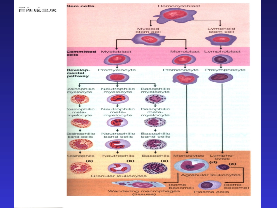 血液一般检查(2)_第3页