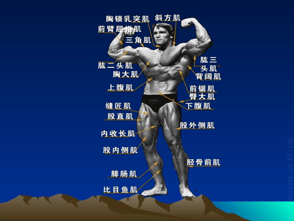初级按摩师班-(肌肉-皮肤)_第3页