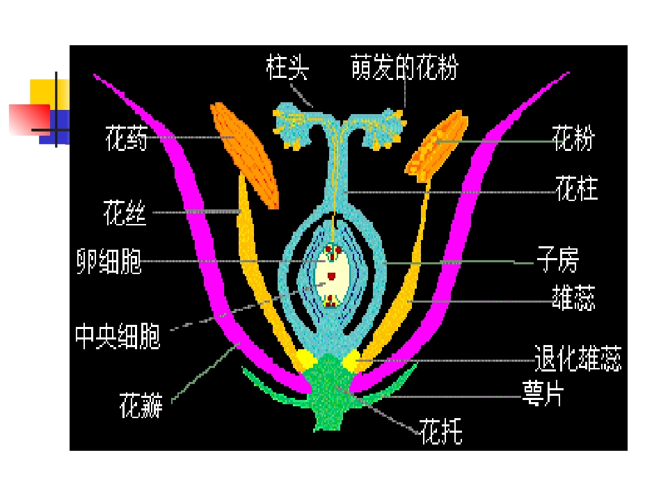 第十章   花色遗传_第3页