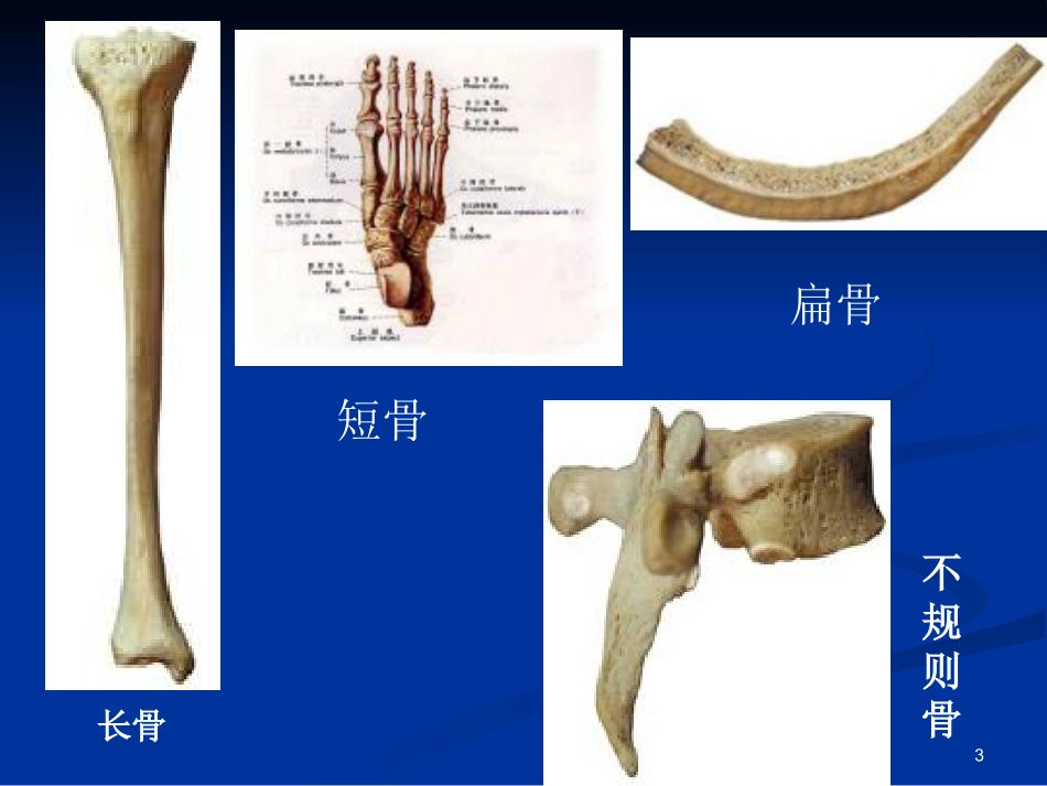 骨科生物力学_第3页