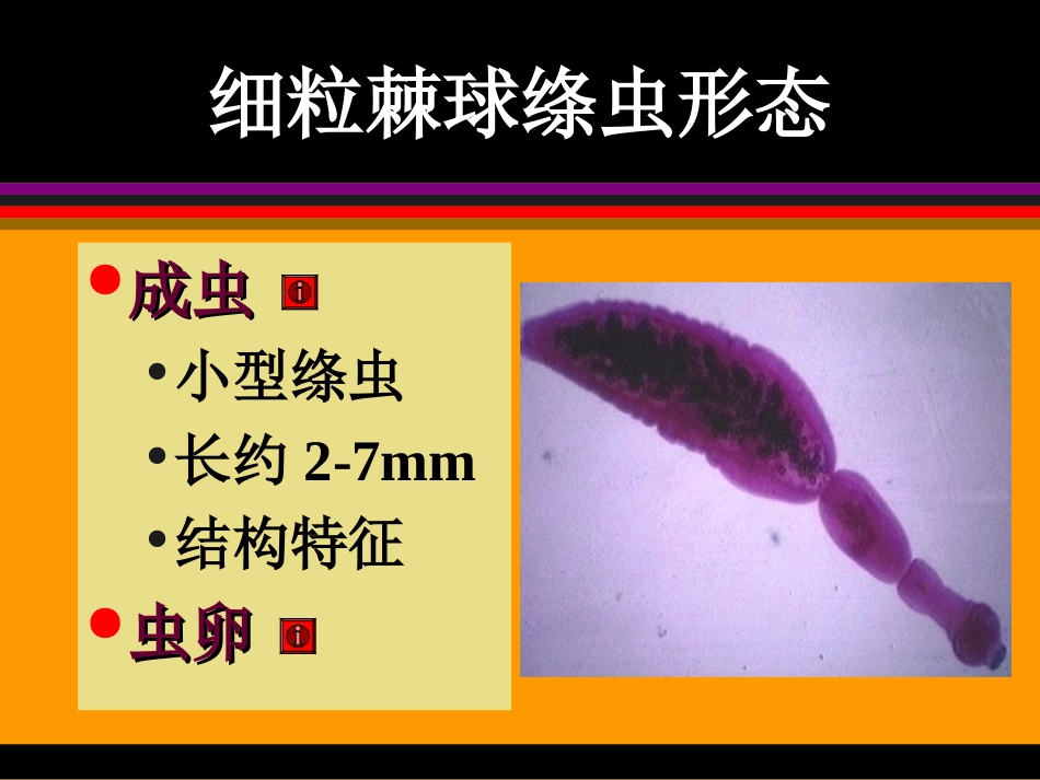棘球蚴病ok_第3页