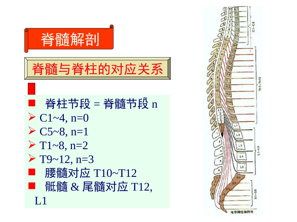 j神经病学脊髓病变_第3页