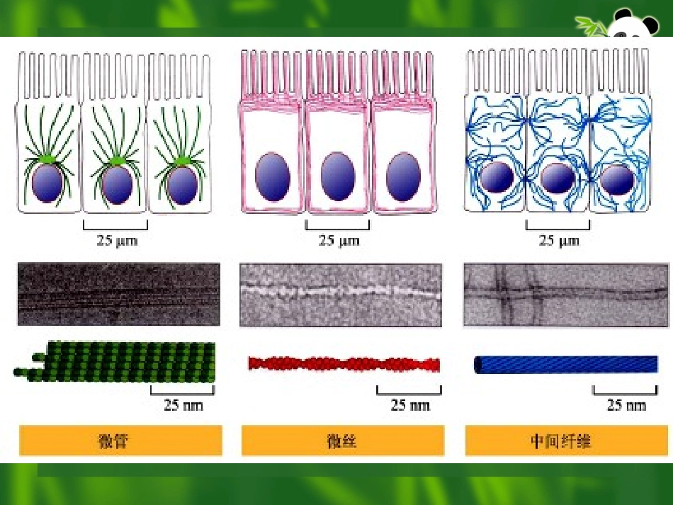 细胞骨架与细胞的运动_第2页