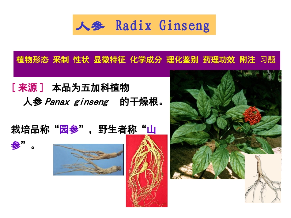 生药学09五加科_第3页
