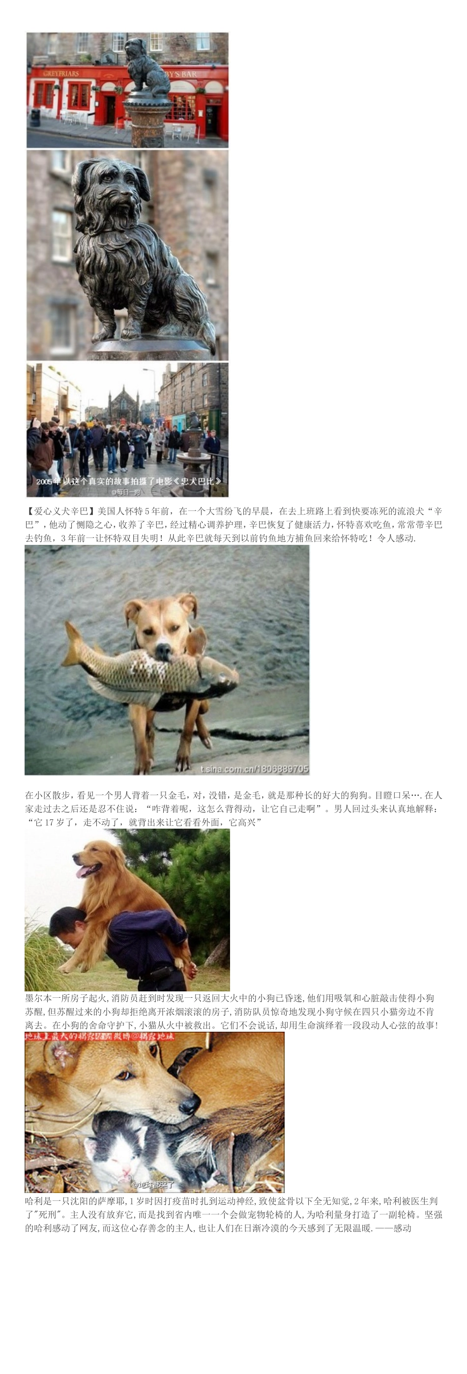 看到这些不禁落泪,这些动物太让人感动了!_第3页