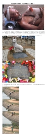 看到这些不禁落泪,这些动物太让人感动了!