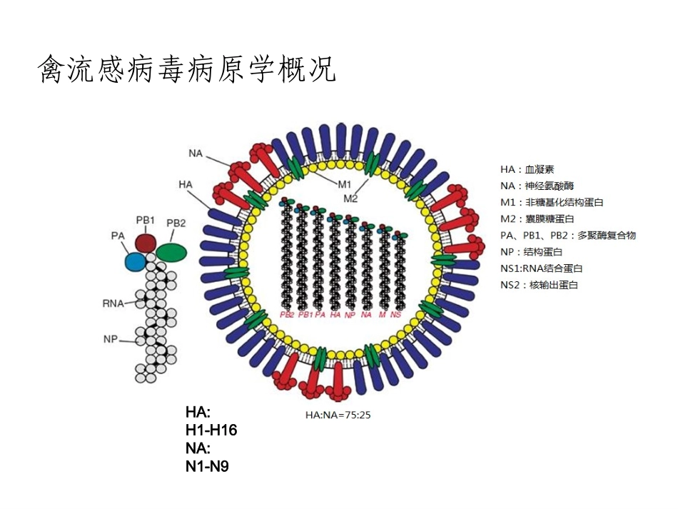 主要禽病研究及其防控_第3页