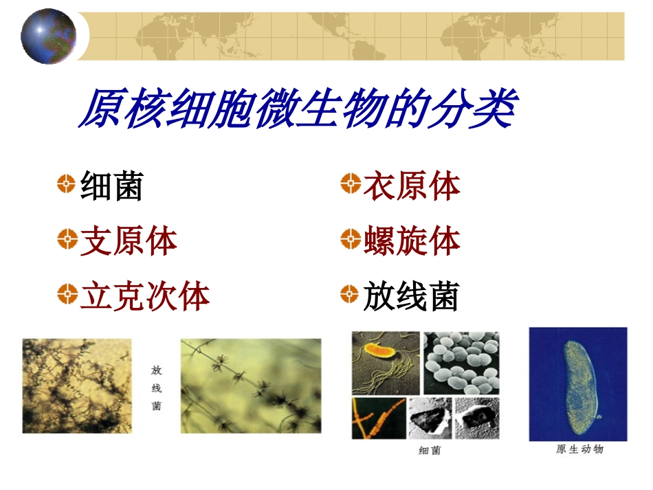 其它原核真菌08_第2页