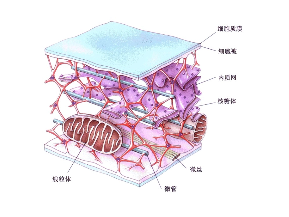 包括细胞质骨架微管微丝和中间纤维_第3页