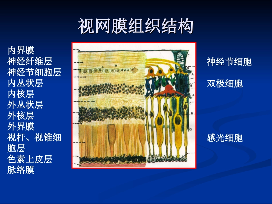 视网膜病图谱_第2页