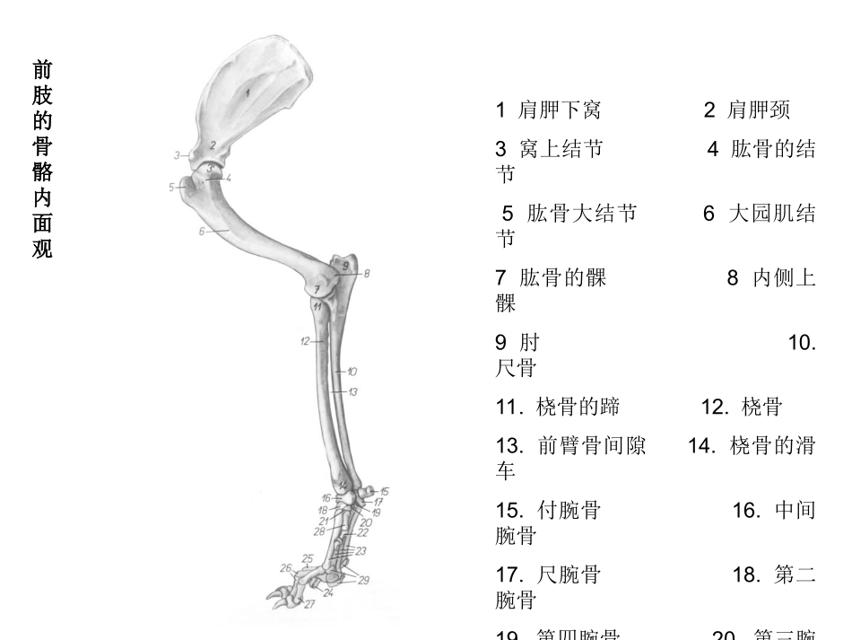 犬解剖结构与生理习性_第3页