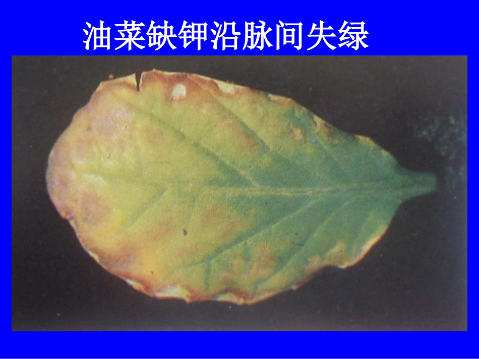植物缺素症总汇_第1页