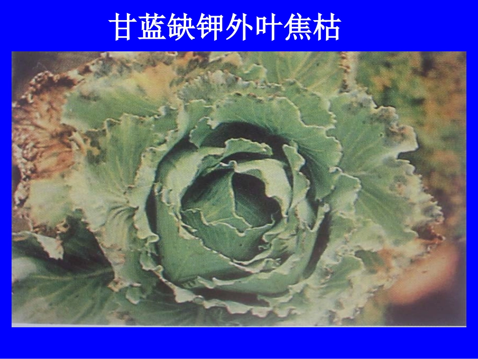 植物缺素症总汇_第2页