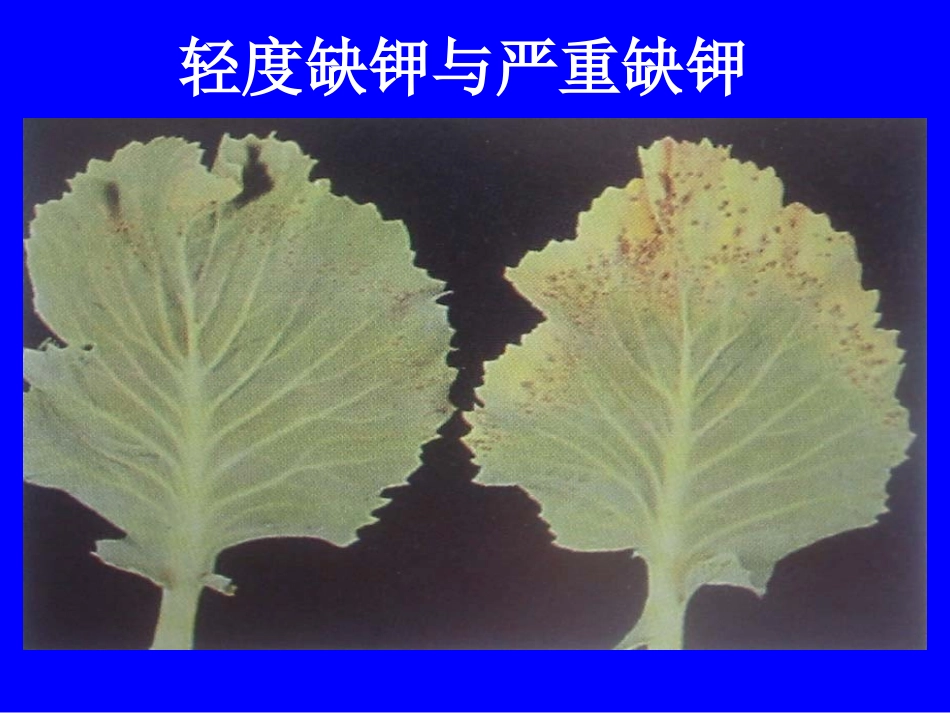 植物缺素症总汇_第3页