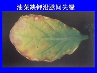 植物缺素症总汇