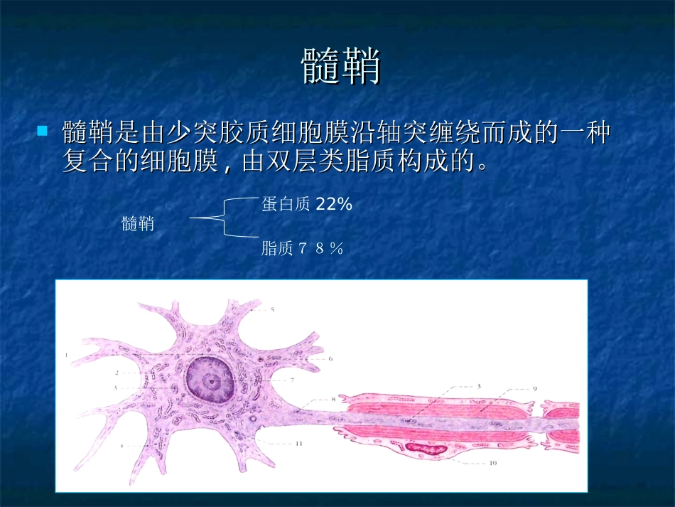 髓鞘发育及HIE白质病变_第3页