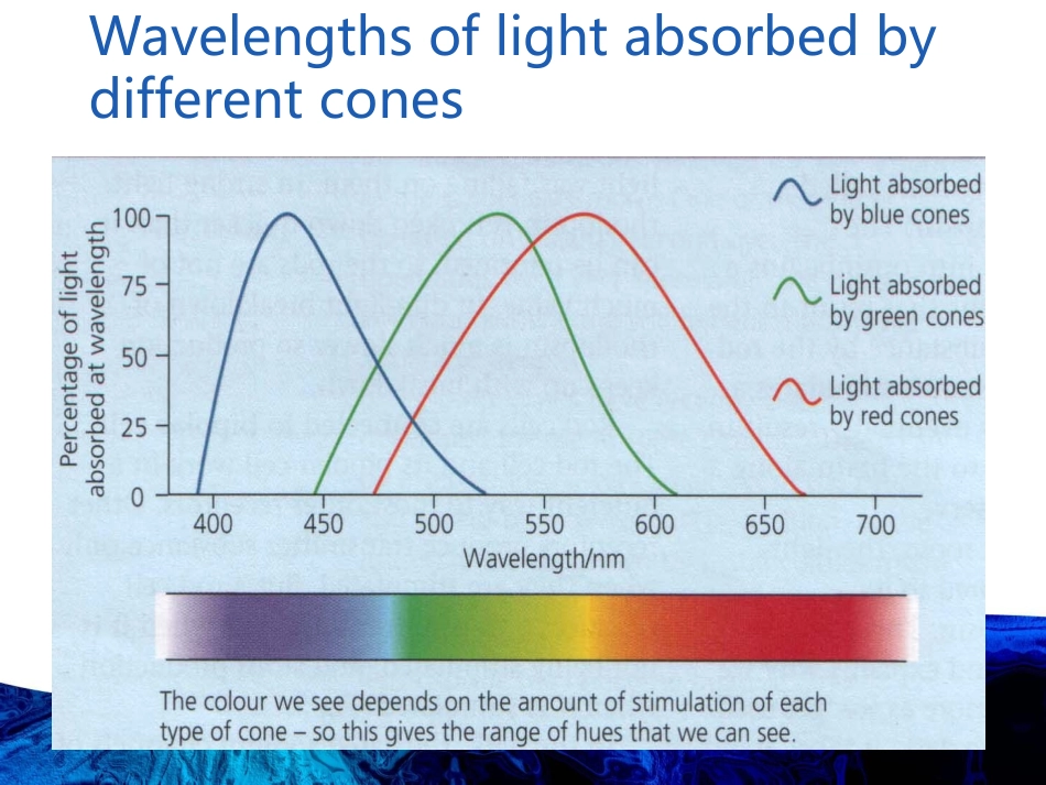 视力的灵敏程度影响色觉_第3页