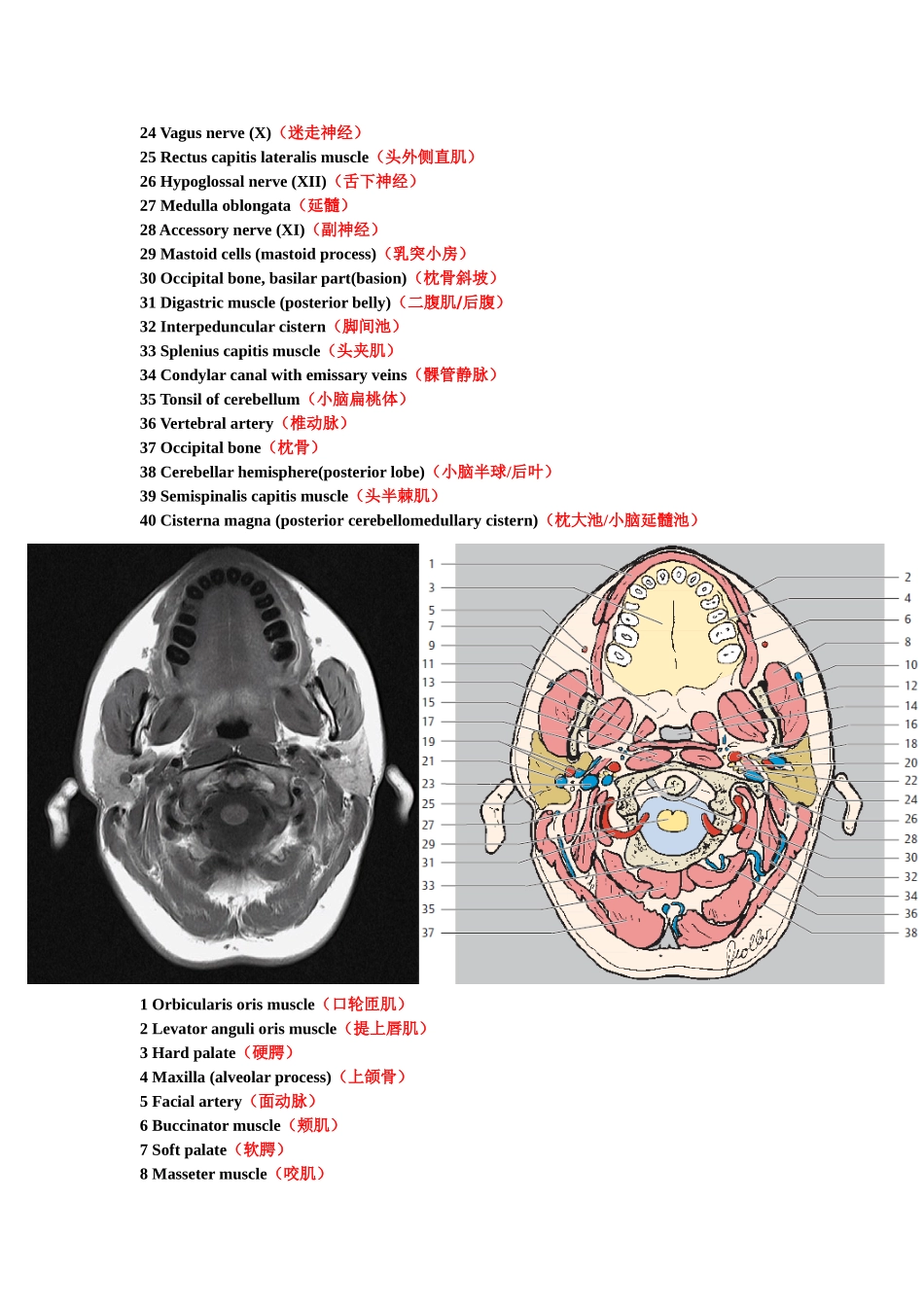 鼻咽部断层解剖图_第3页