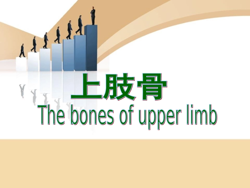 上肢骨及连结_第2页