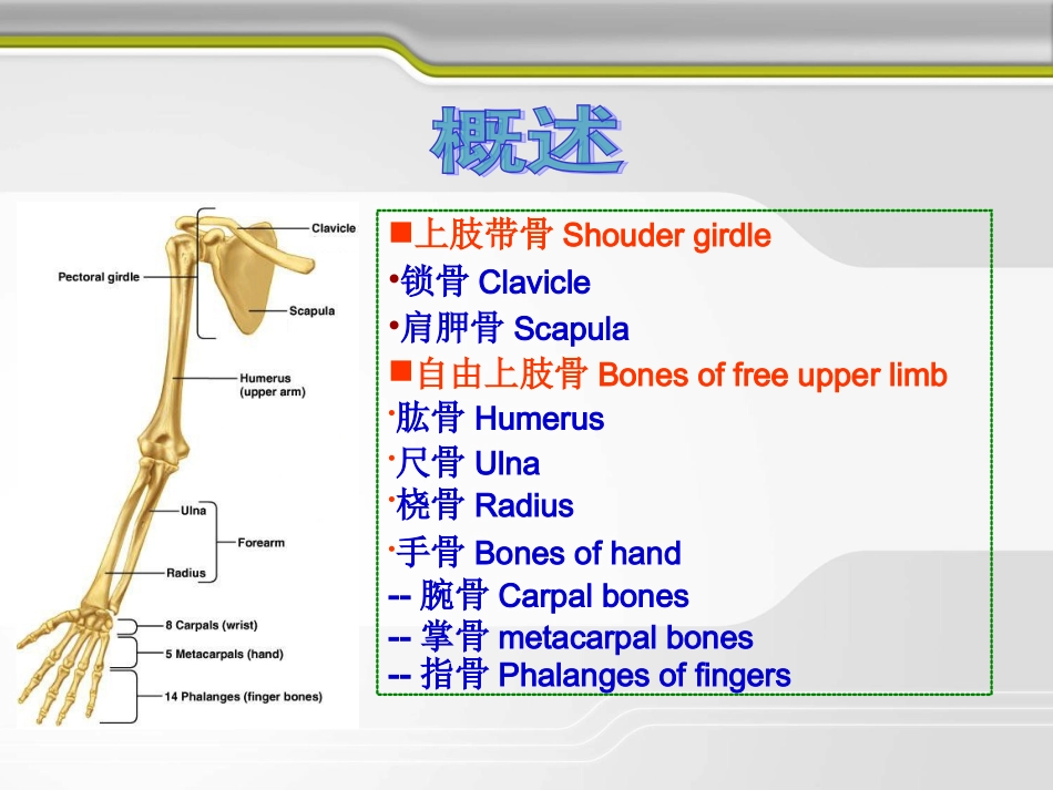 上肢骨及连结_第3页
