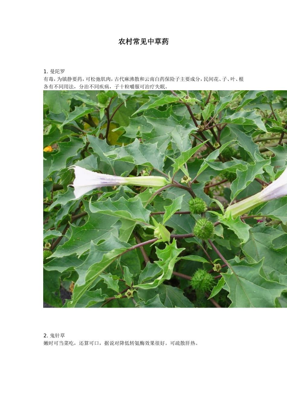 农村常见中草药_第1页