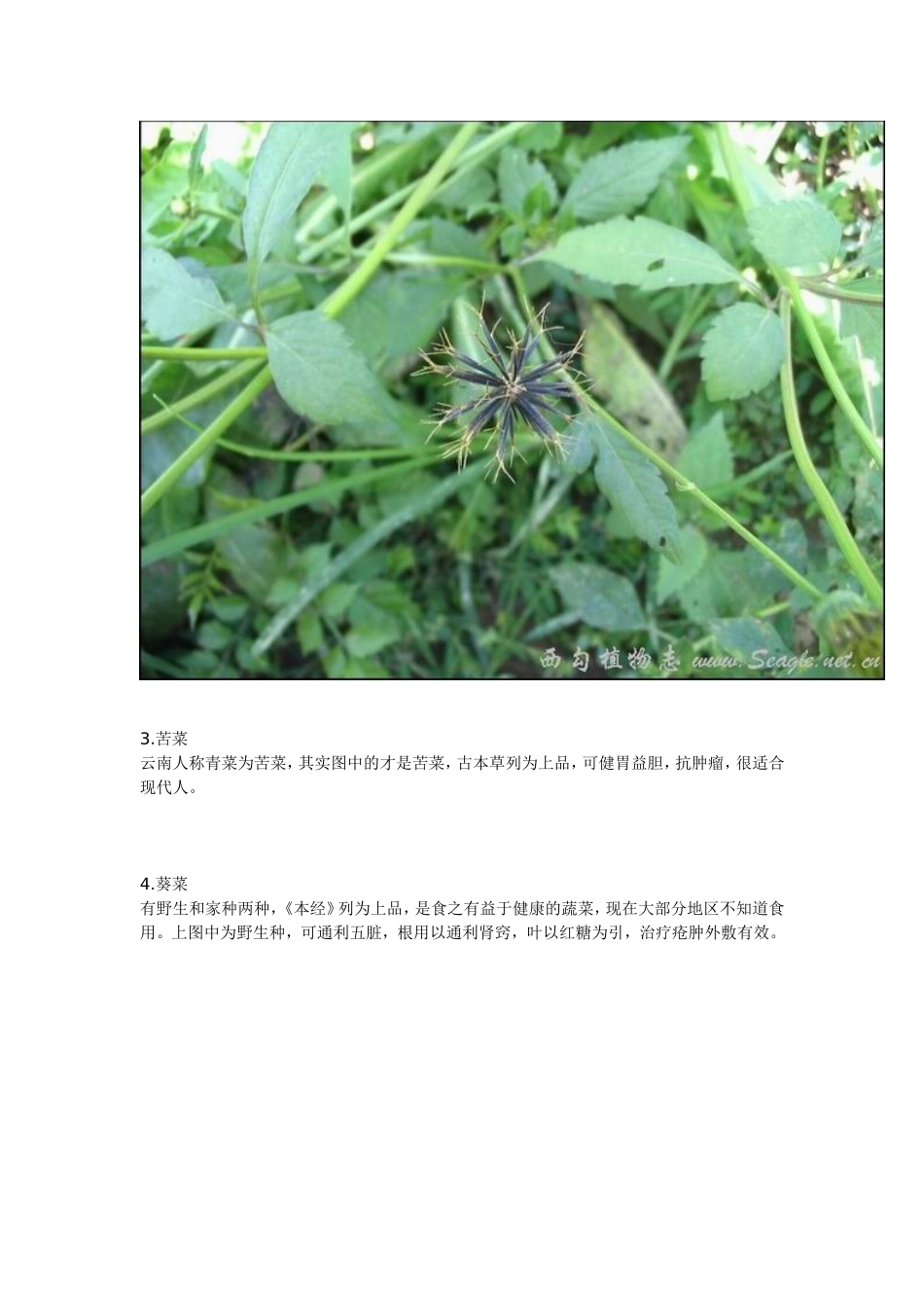 农村常见中草药_第2页