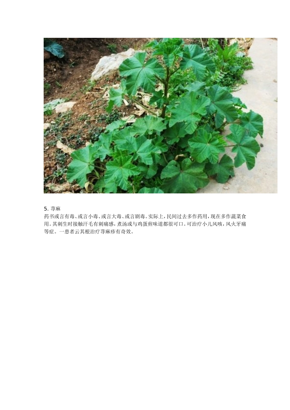 农村常见中草药_第3页