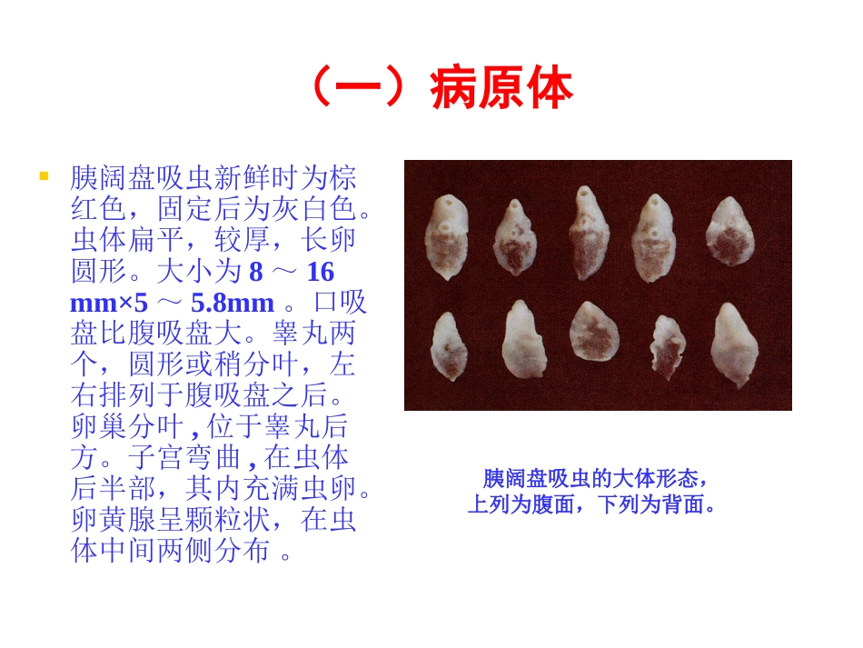 牛的寄生虫病_第3页
