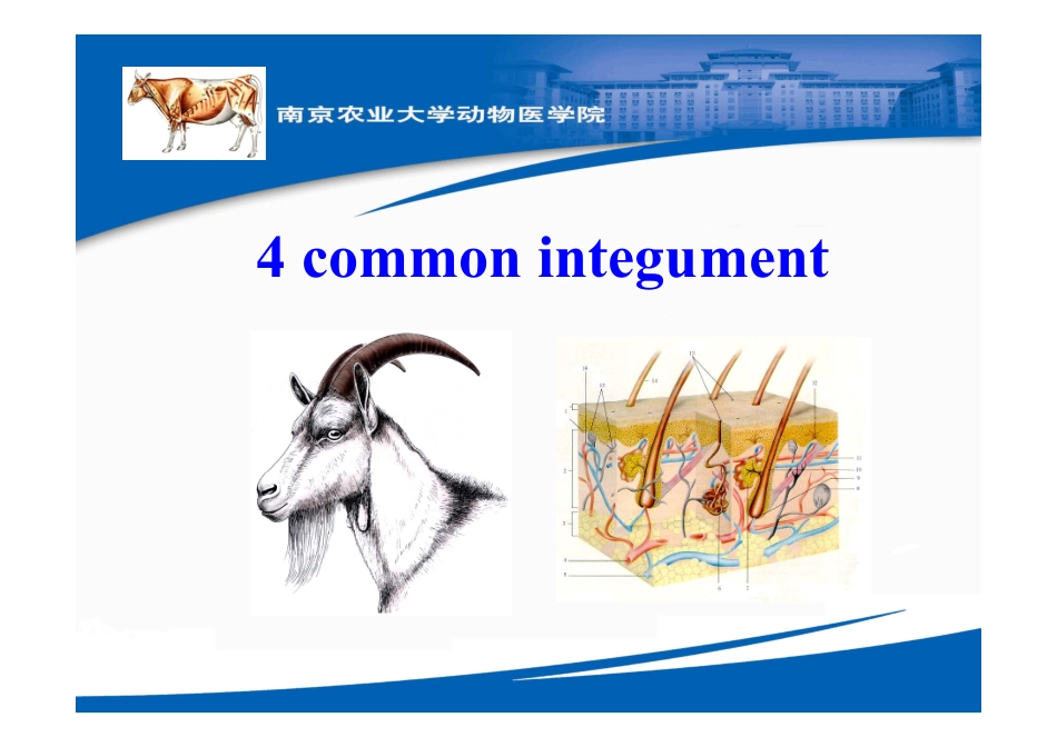 动物解剖学-皮肤_第2页