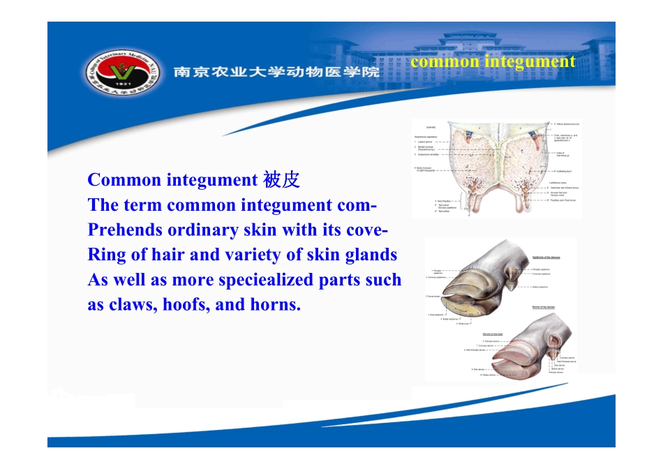 动物解剖学-皮肤_第3页