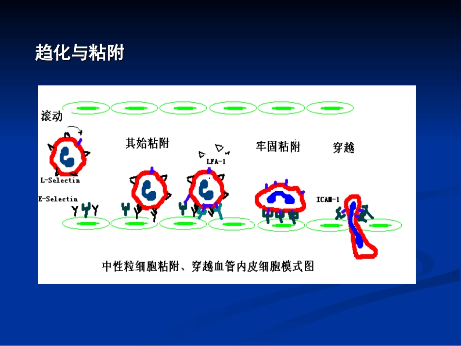 免疫学12-细胞粘附分子_第2页