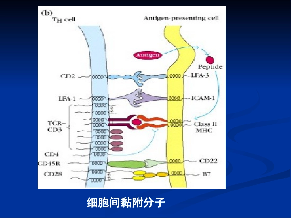 免疫学12-细胞粘附分子_第3页