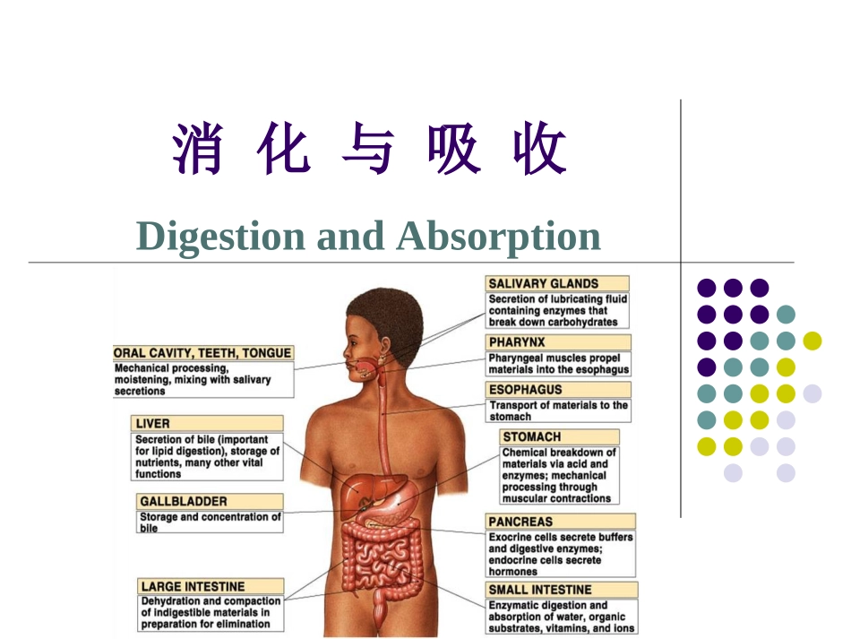 动物生理学 消化生理_第1页