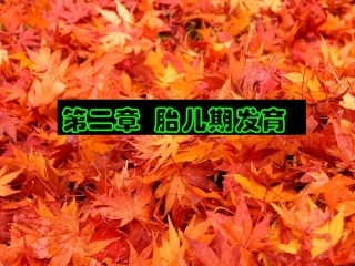 人体发育学第二章胎儿期ok