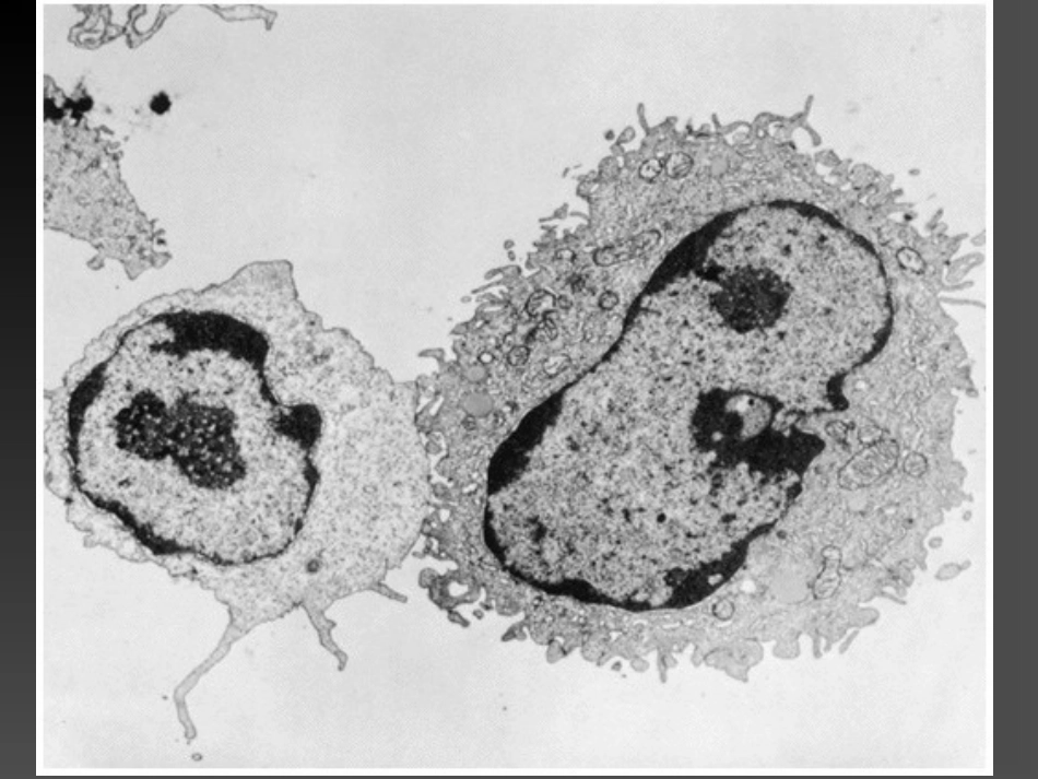 特异性T淋巴细胞应答_第3页