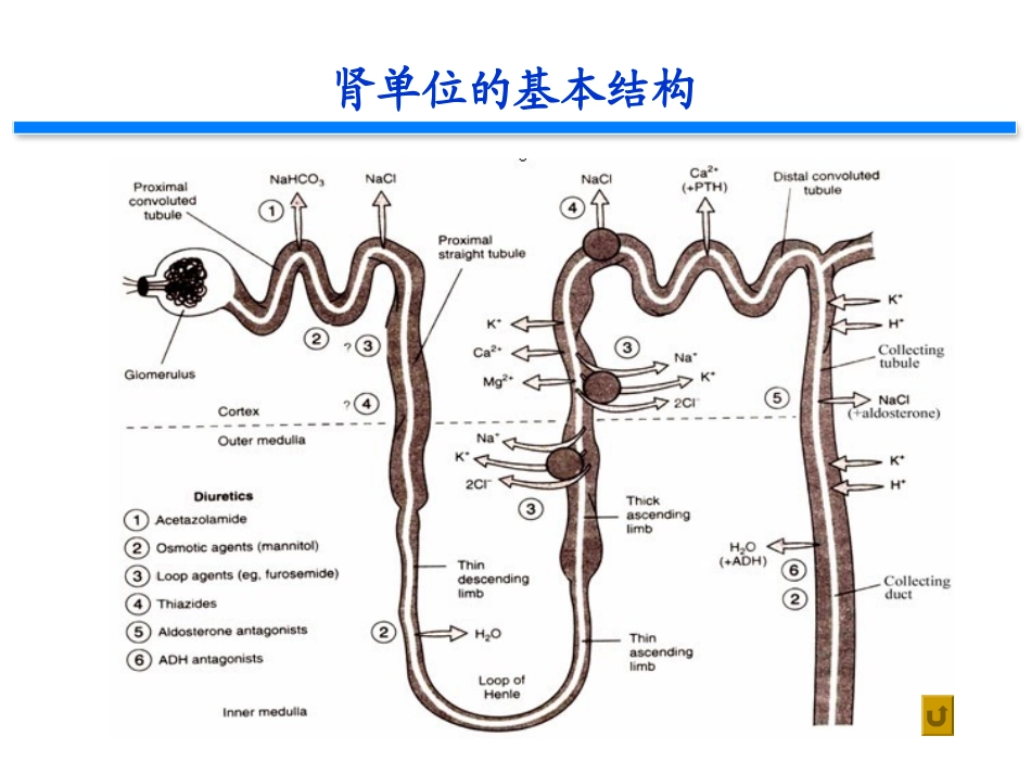 利尿药2012_第3页