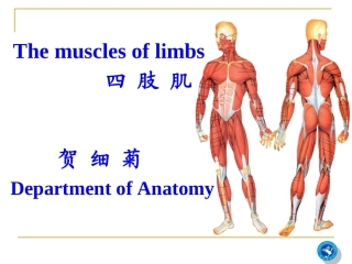 he四肢肌(双语本科).06ppt
