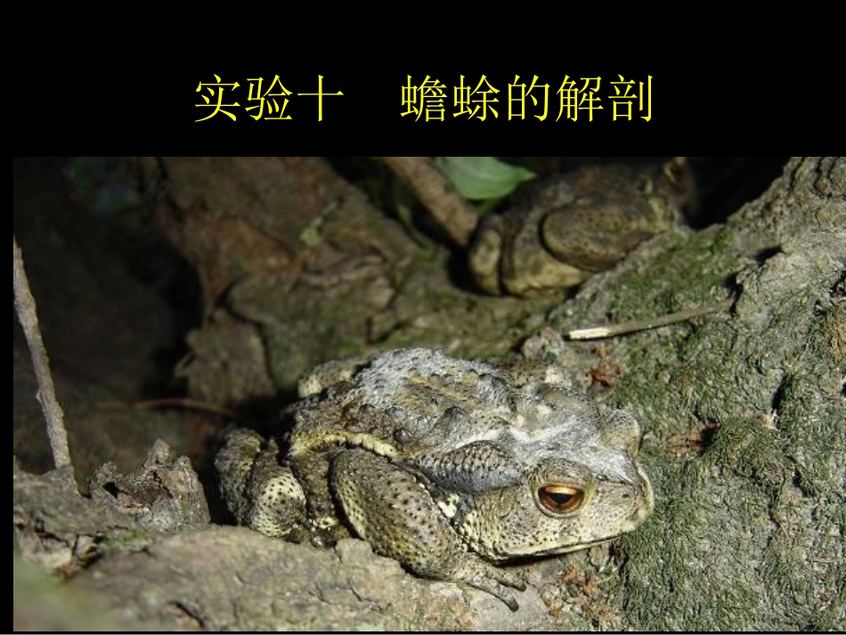 动物学实验八-蟾蜍的解剖_第1页