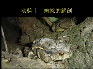 动物学实验八-蟾蜍的解剖