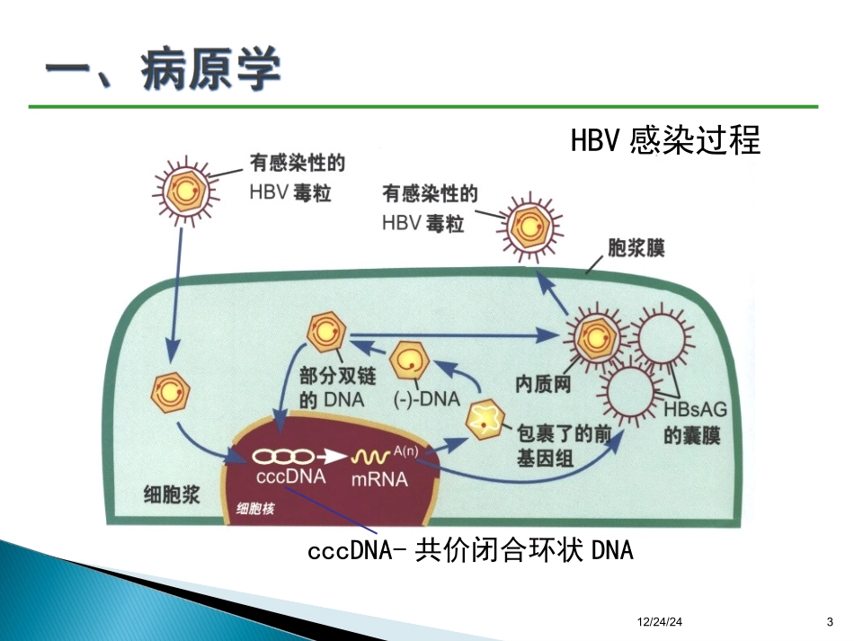 乙肝防治指南经典版要点_第3页