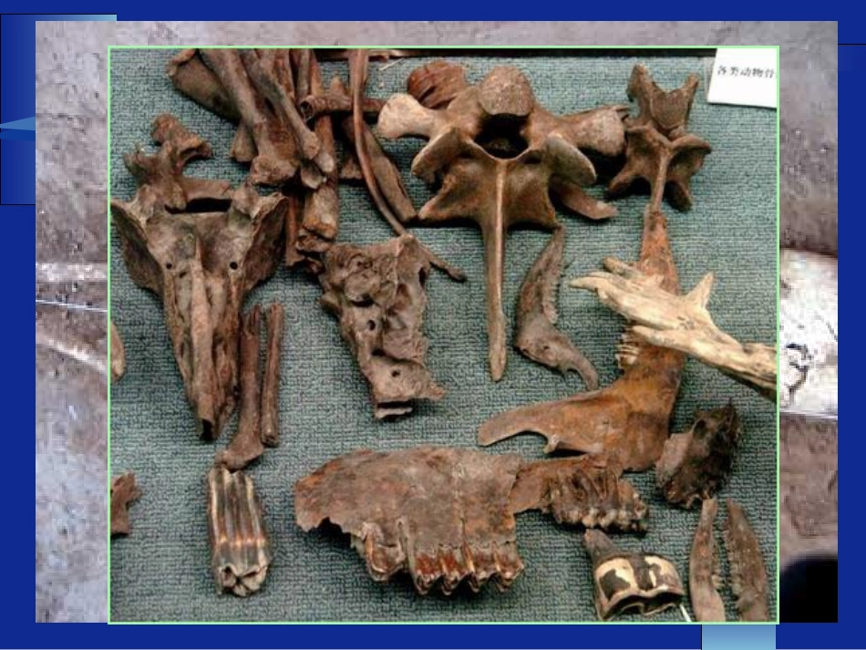 动物骨骼与人类骨骼的区别.._第2页