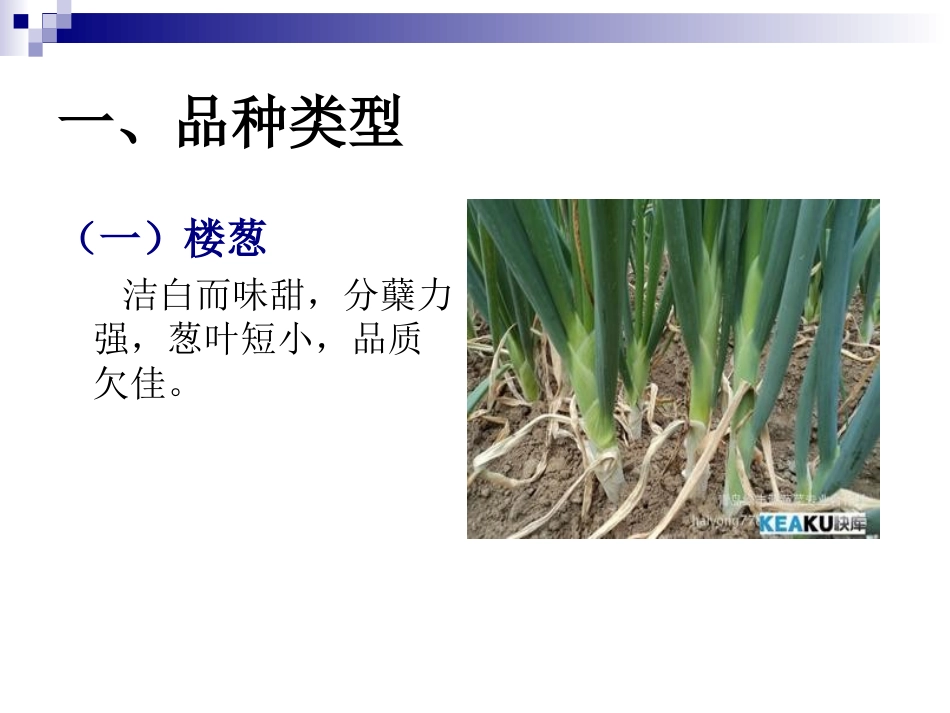 大葱生产栽培技术_第2页
