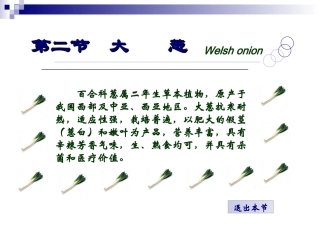 大葱生产栽培技术