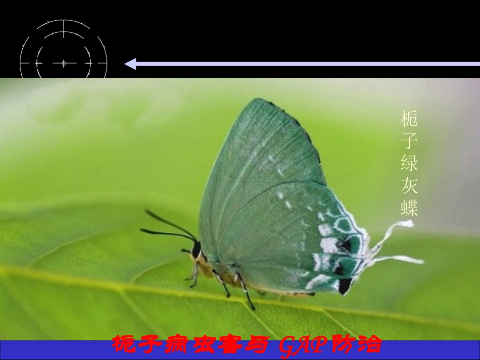 栀子病虫害与防治_第2页