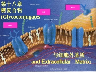 生物化学 糖复合物