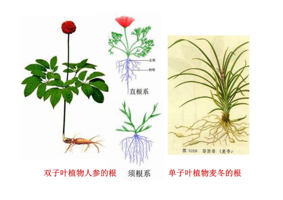 根类生药2014.5_第2页